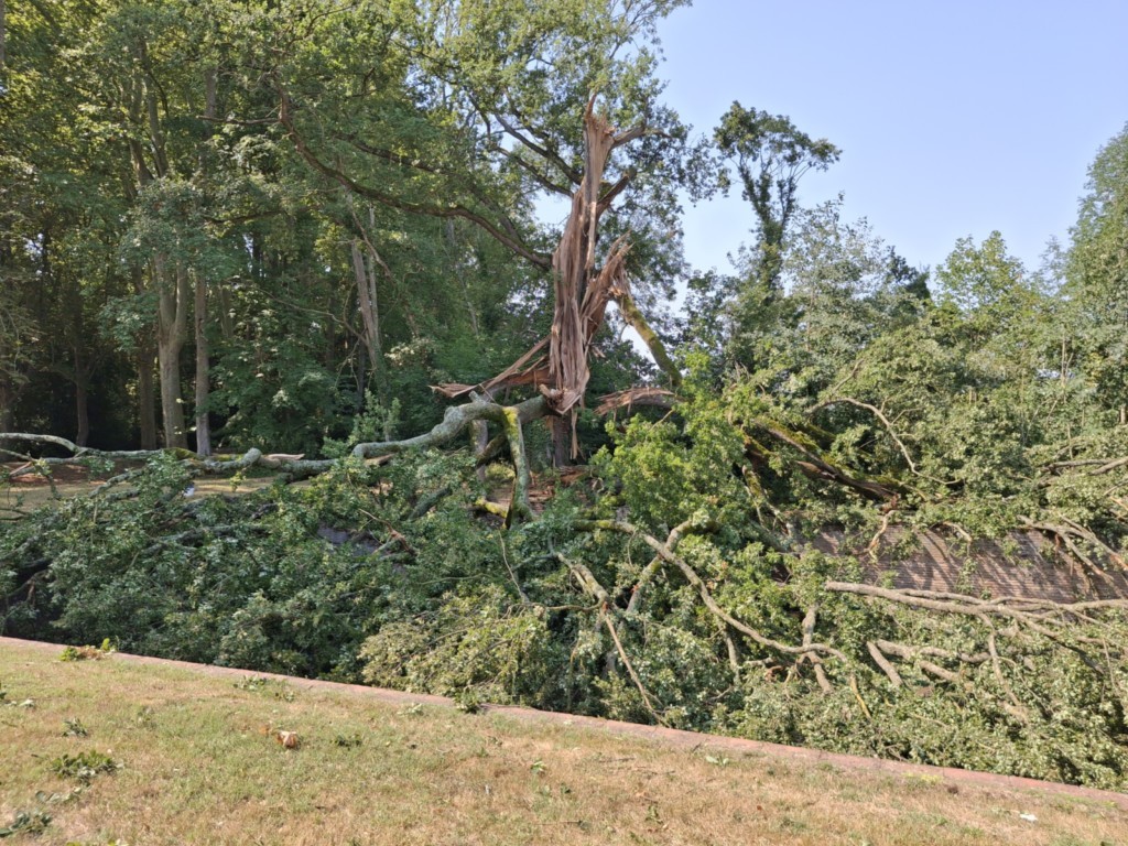 SECOURIEU : chêne de 300 ans endommagé par le vent