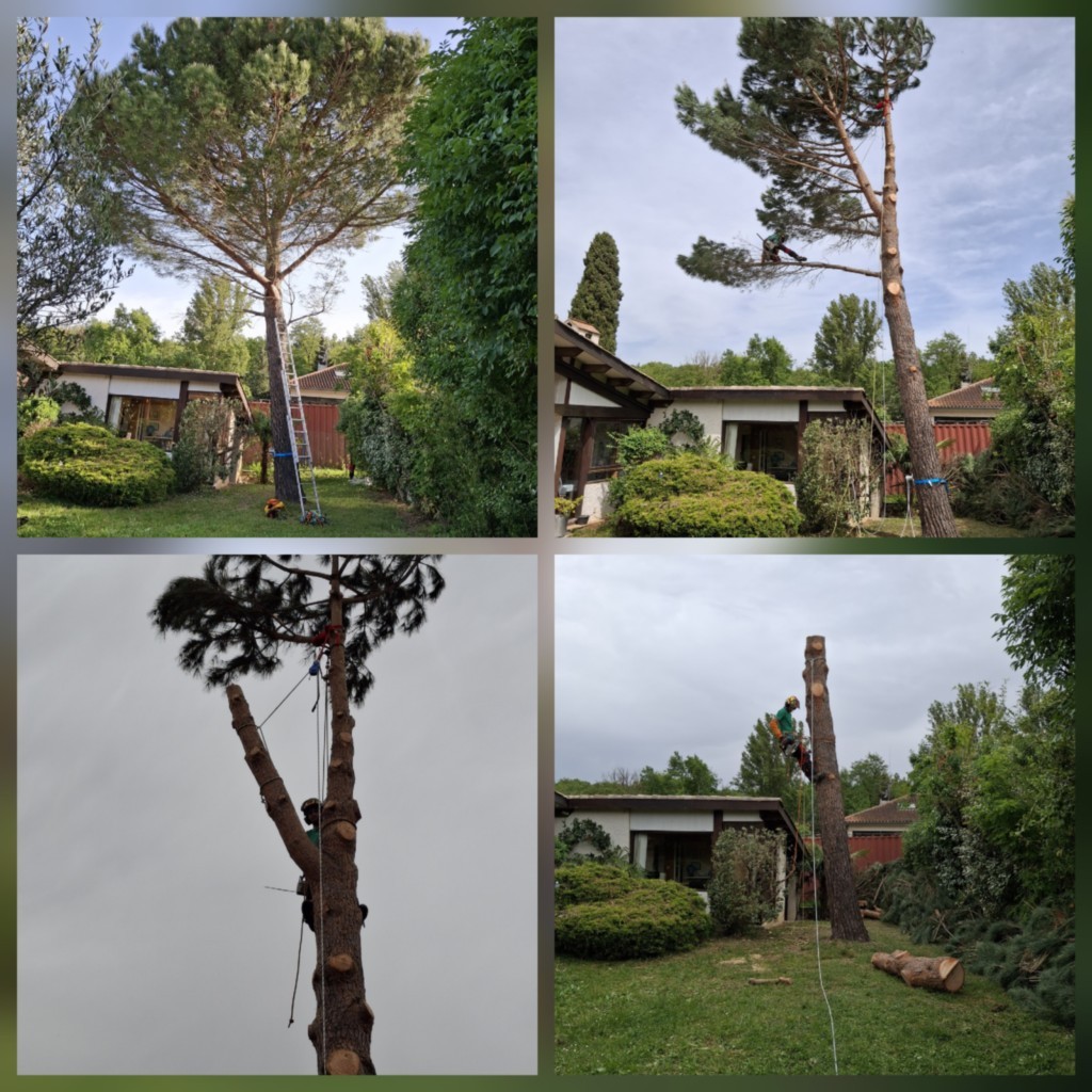 Abattage Pin L'Union