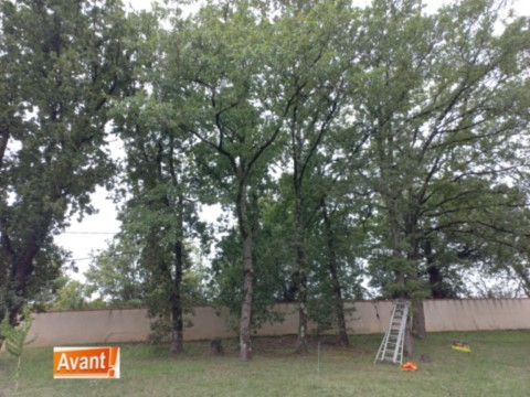 Démontage et abattage  5 chênes