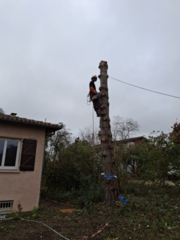 Démontage Abattage en rétention Pin