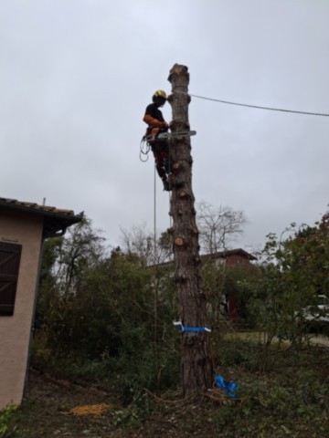 Démontage Abattage en rétention Pin