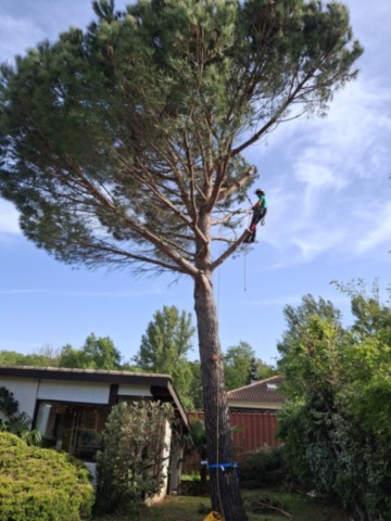 Démontage Abattage en rétention Pin
