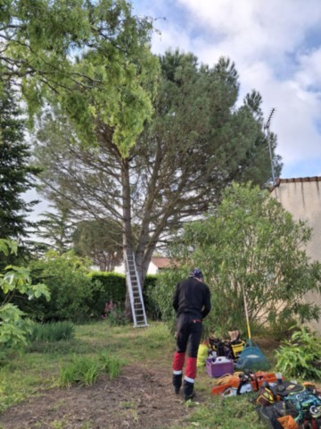 Démontage Abattage en rétention Pin