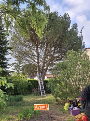 Démontage Abattage en rétention Pin